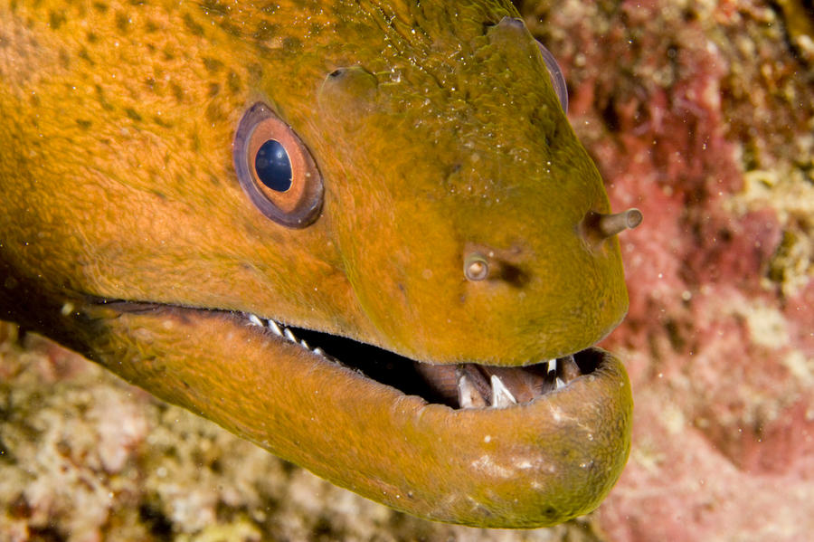 Closeup Of A Giant Moray Eel by Tim Laman