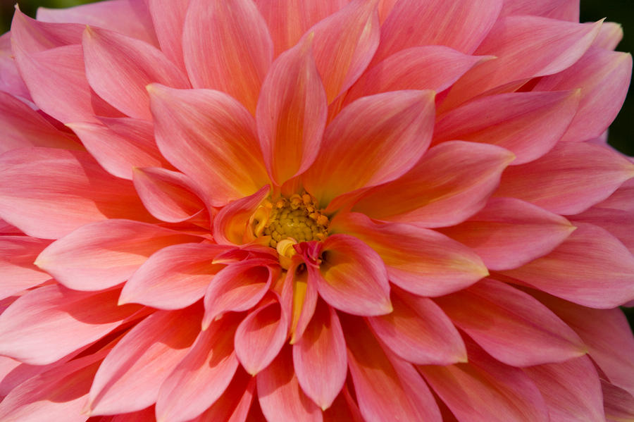 Closeup Of A Pink Flower In Butchart Photograph By Tim Laman 