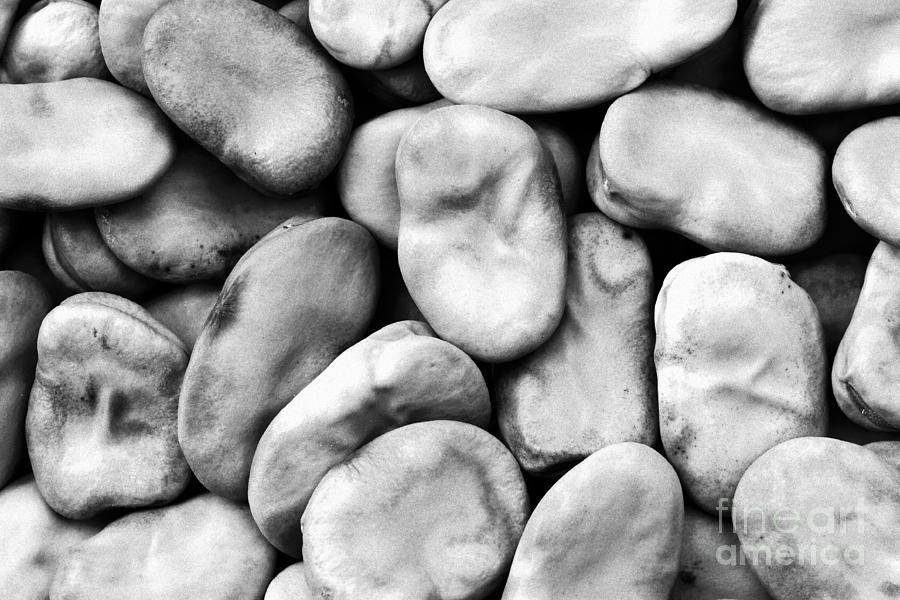 Closeup of fava beans Photograph by Gaspar Avila