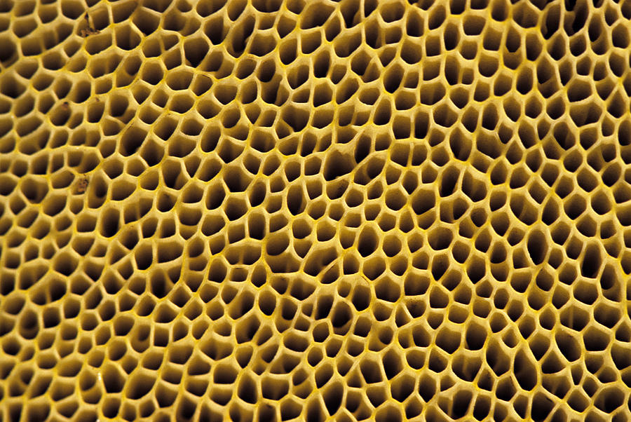 Closeup Of Pores On Tube Mouth Of Bolete Mushroom, Tylopilus Felleus ...