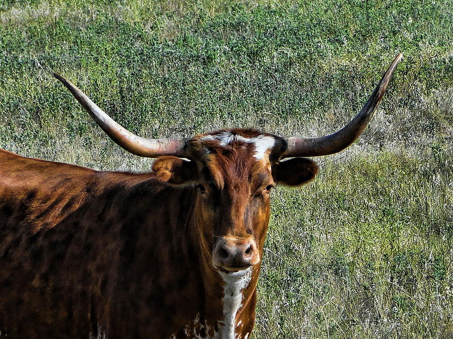 Bull Photograph - Closeup of Texas Longhorn by Alan Hutchins