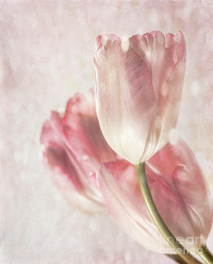 Closeup of tulips with vintage feeling Photograph by Sandra Cunningham