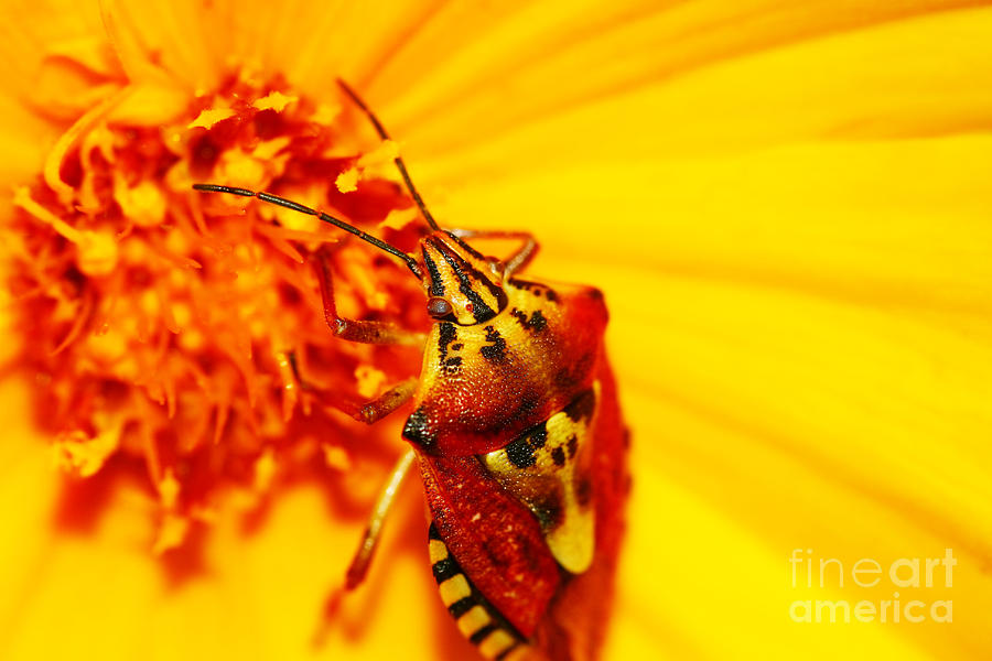 Daisy Photograph - Closeup on flower by Anna Om