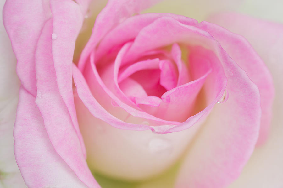 Background Photograph - Closeup Pink Rose by Atiketta Sangasaeng Background Photograph - Closeup Pink Rose by Atiketta Sangasaeng