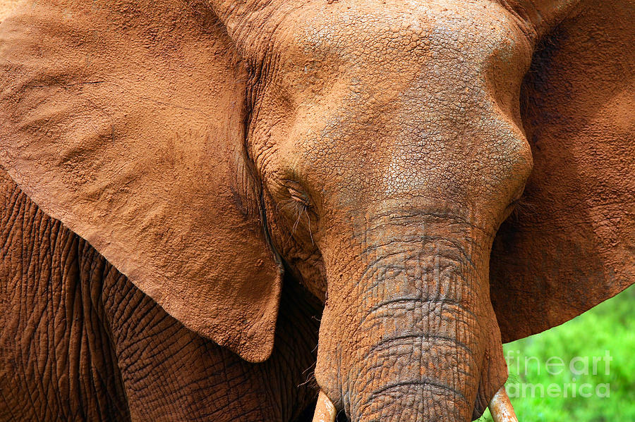 Closeup portrait of African elephant Photograph by Anna Om