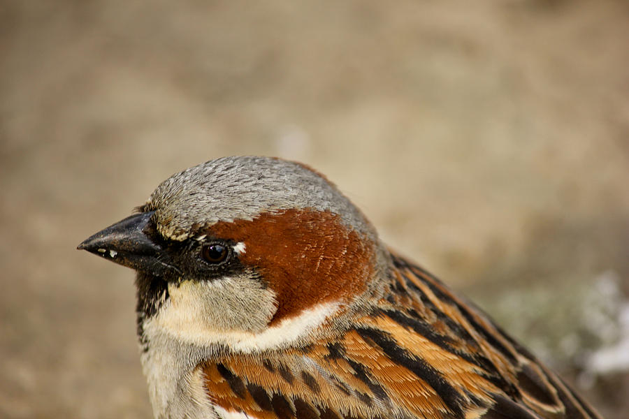 Sparrow Photograph - Closeup Sparrow by Mathew Tonkin Henwood