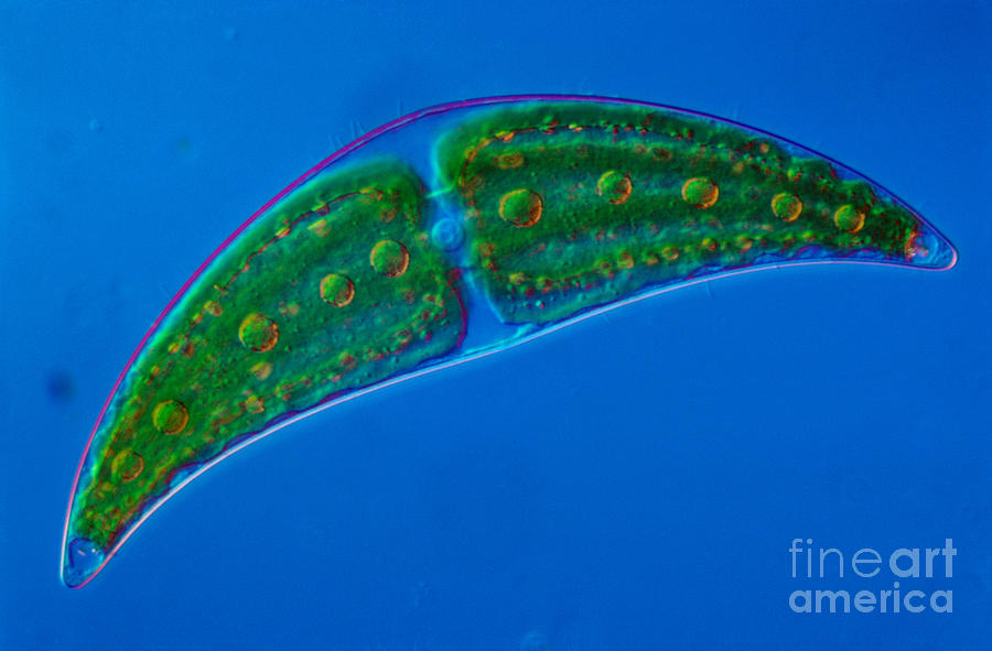 Science Photograph - Closterium Sp. Algae Lm by M. I. Walker