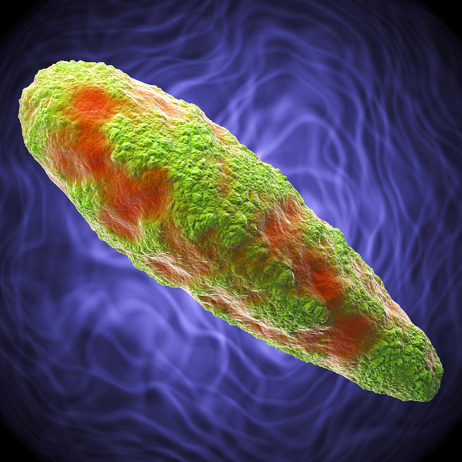 Bacteria Photograph - Clostridium Bacterium by Roger Harris