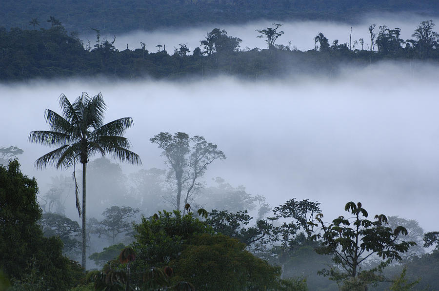 Cloud Forest Vegetation In Mist Photograph by Pete Oxford