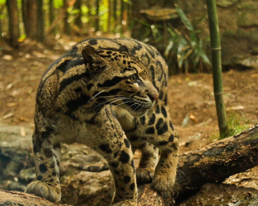 Clouded Leopard Photograph by Diana Gentry | Fine Art America