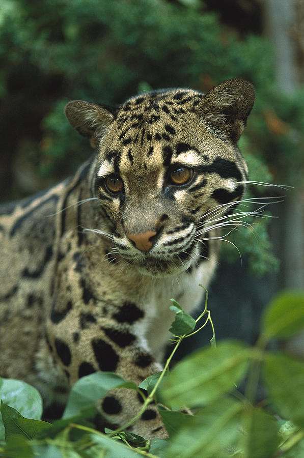Clouded Leopard Neofelis Nebulosa Photograph by San Diego Zoo
