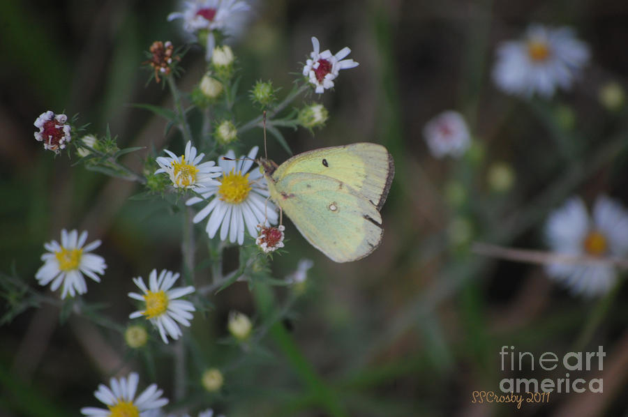 Clouded Sulpher Butterfly Photograph by Susan Stevens Crosby