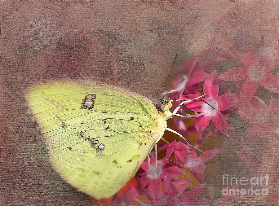 Clouded Sulphur Butterfly Photograph by Betty LaRue