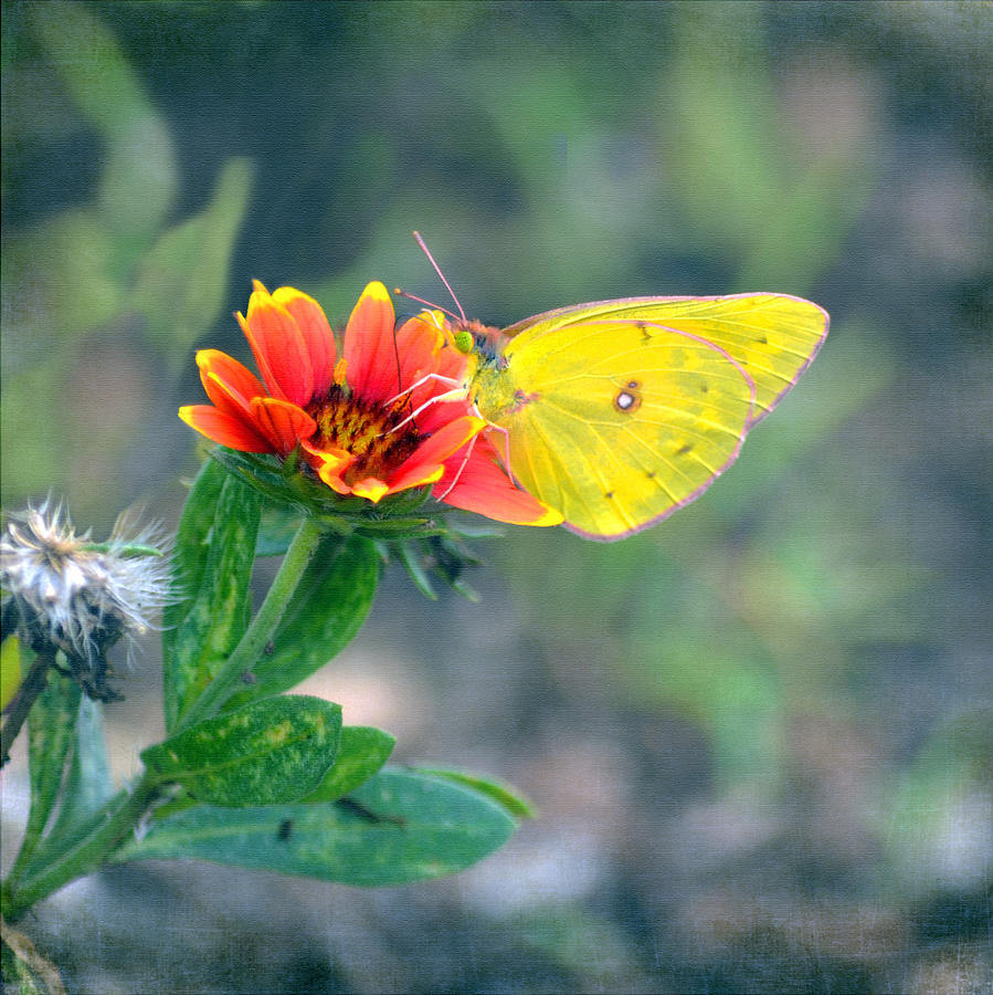 Clouded Sulphur Butterfly Square Photograph by Sandi OReilly