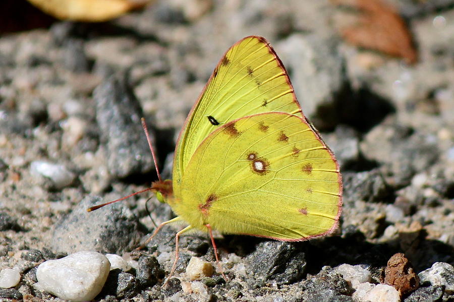 Clouded Sulphur Photograph by David Pickett