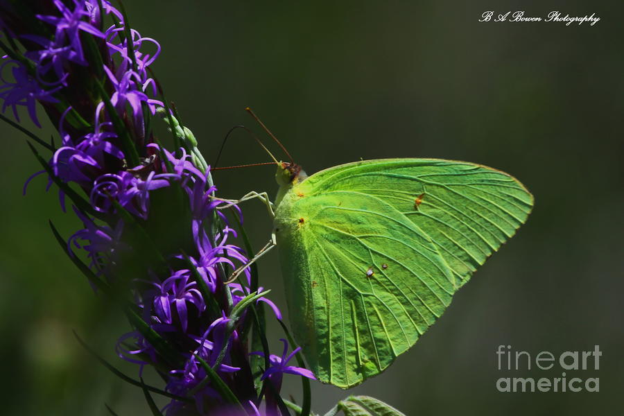 Cloudless Sulpher Butterlfy Photograph by Barbara Bowen