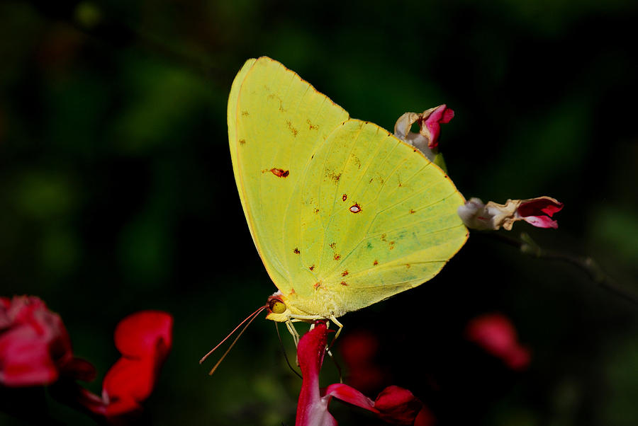 Cloudless Sulphur Photograph by Skip Willits
