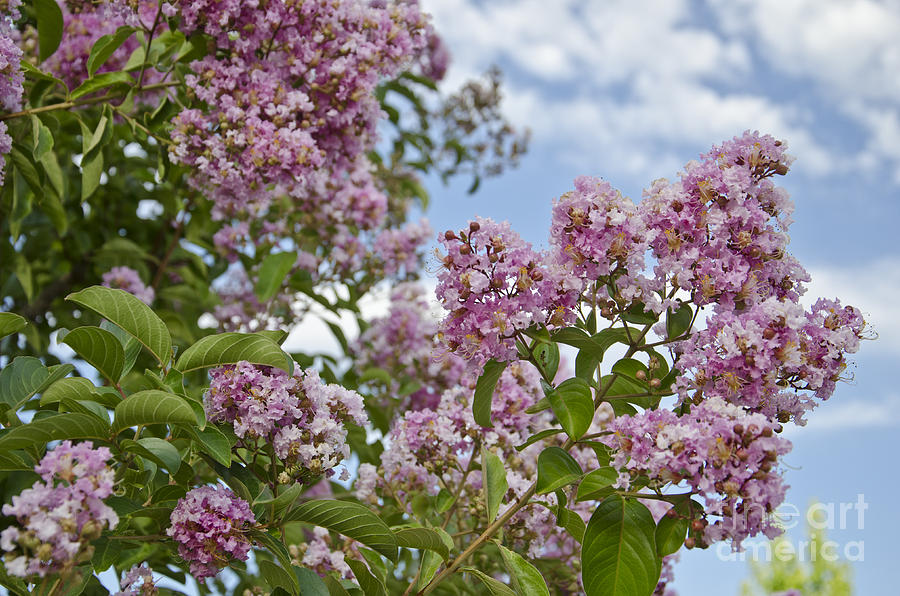Clouds and Crape Myrtle Photograph by Jim And Emily Bush