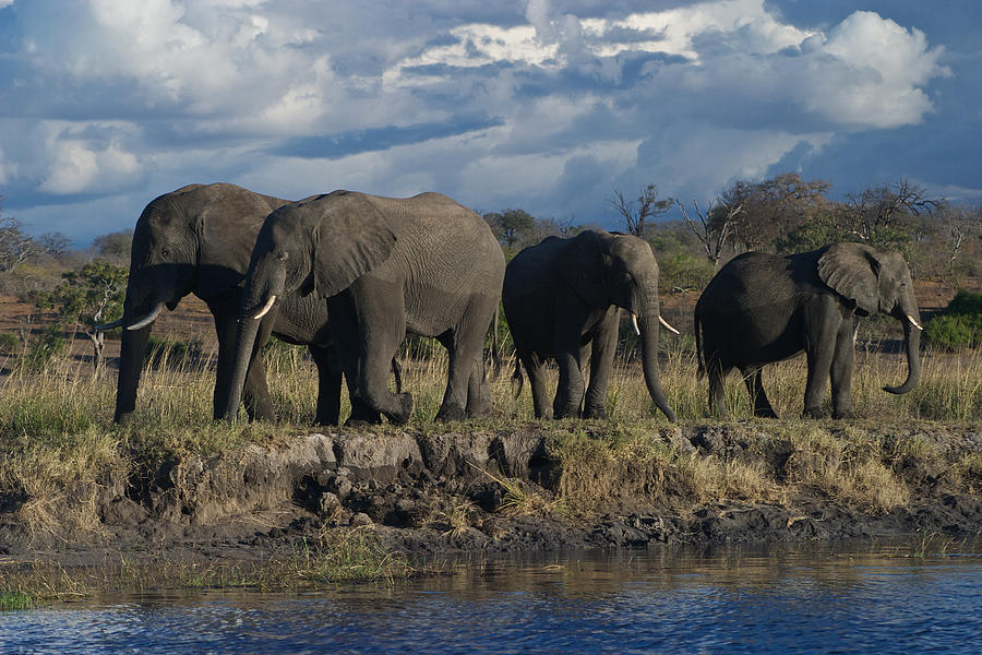Clouds and Elephants Photograph by David Kleinsasser