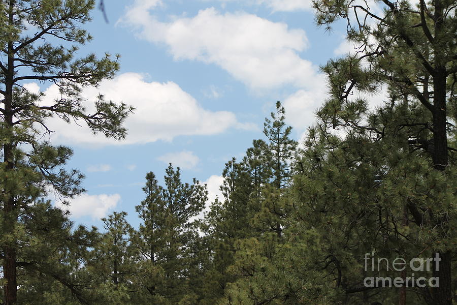 Clouds and Pines Photograph by Pamela Walrath