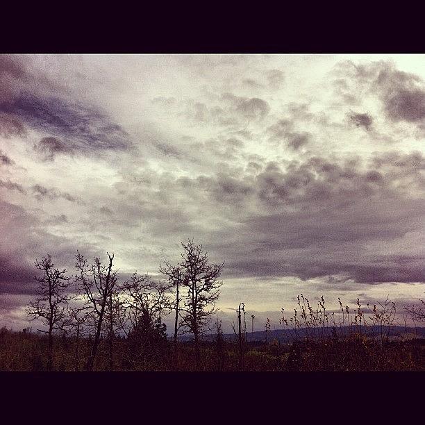 Winter Photograph - #clouds #cloudy #pinetrees #trees by Karen Clarke