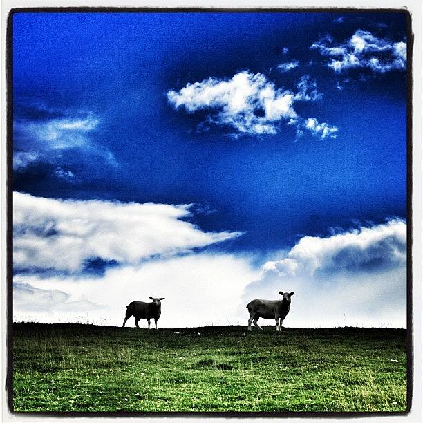 Sheep Photograph - Clouds Or Just Sheep? #sheep #clouds by Chris Barber