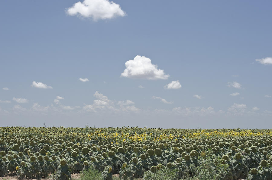 Clouds over Sunflower Field Photograph by Alan Tonnesen
