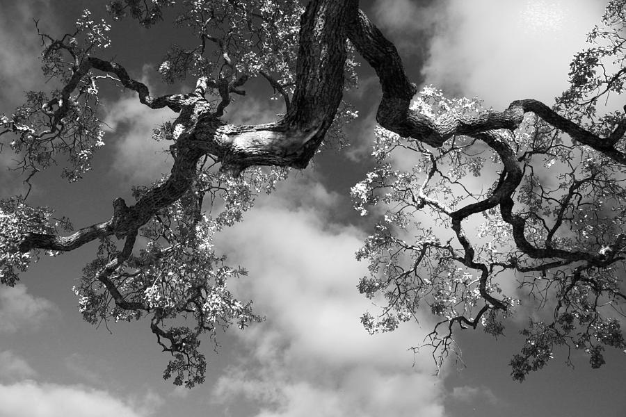 Tree Photograph - Cloudy Oak by Laurie Search