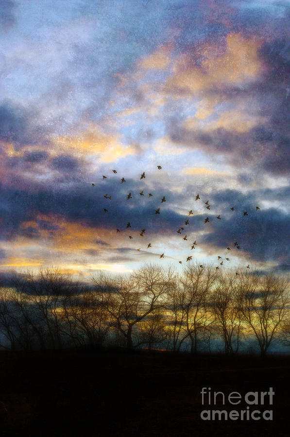 Cloudy Sunset with Bare Trees and Birds Flying Photograph by Jill Battaglia