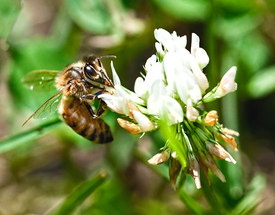 Clover Bee Photograph by Susi Stroud