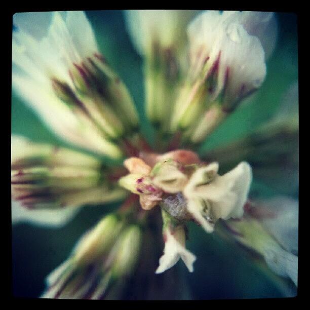 Nature Photograph - Clover Flower Close Up by Vicki Field