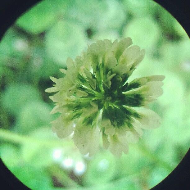 Nature Photograph - Clover Flower by Vicki Field