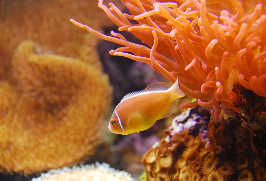 Clown Fish Photograph by Anthony Citro