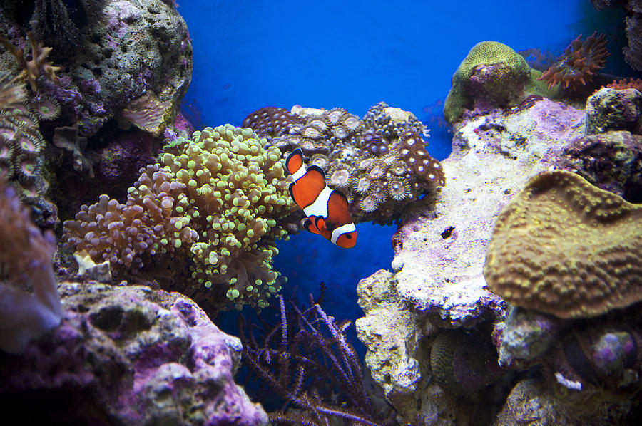 Clown Fish Photograph
