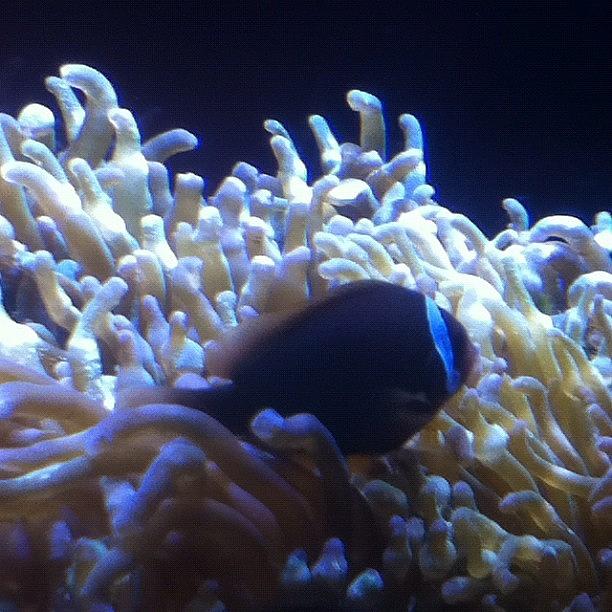 Fish Photograph - #clownfish #fish #aquarium #cool by Andres Correa