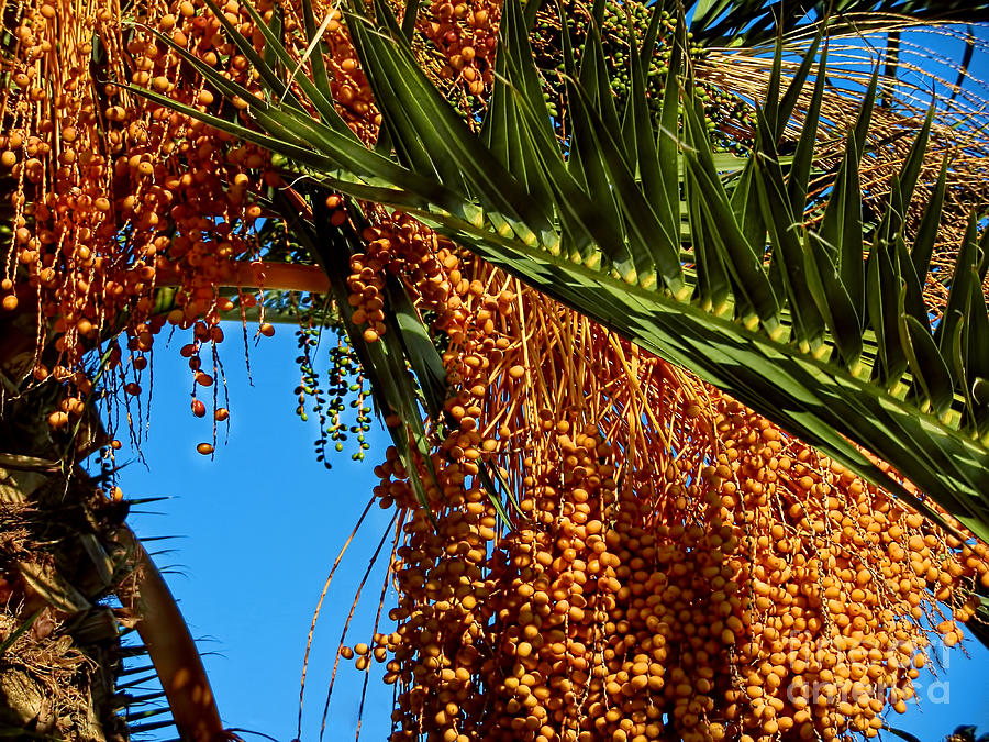 Cluster Of Dates On A Palm Tree Photograph by Alexandra Jordankova