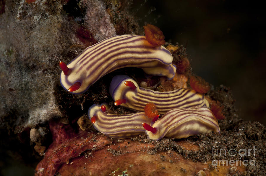 Cluster Of Hypselodoris Maridadilus Sea Photograph by Mathieu Meur