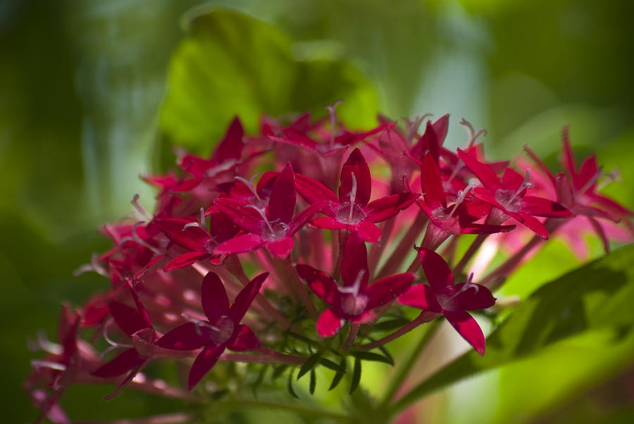 Cluster of Red by Jason Pryor Cluster of Red by Jason Pryor