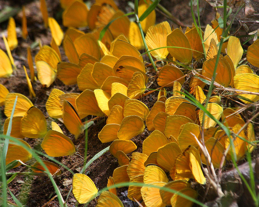 Cluster of Sleepy Orange butterflies Photograph by Doris Potter