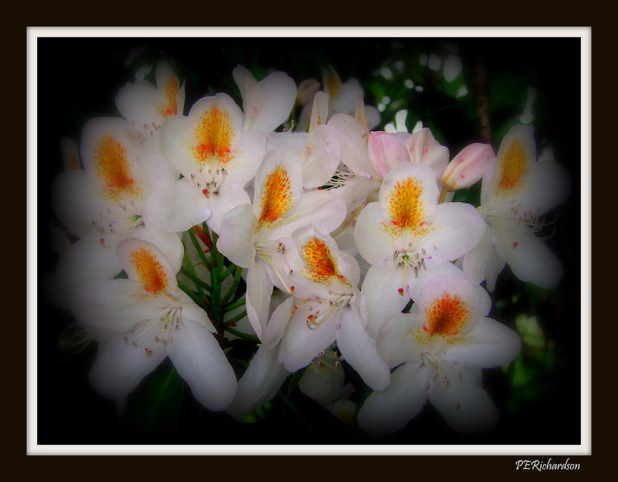 Flower Photograph - Cluster by Priscilla Richardson