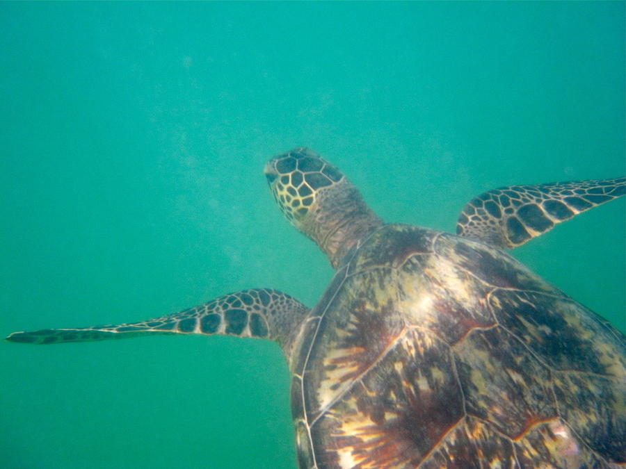 Turtle Photograph - Clyde the Hawaiian Sea Turtle by Erika Swartzkopf
