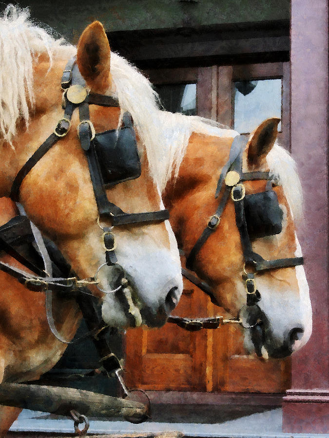 Clydesdale Closeup Photograph by Susan Savad
