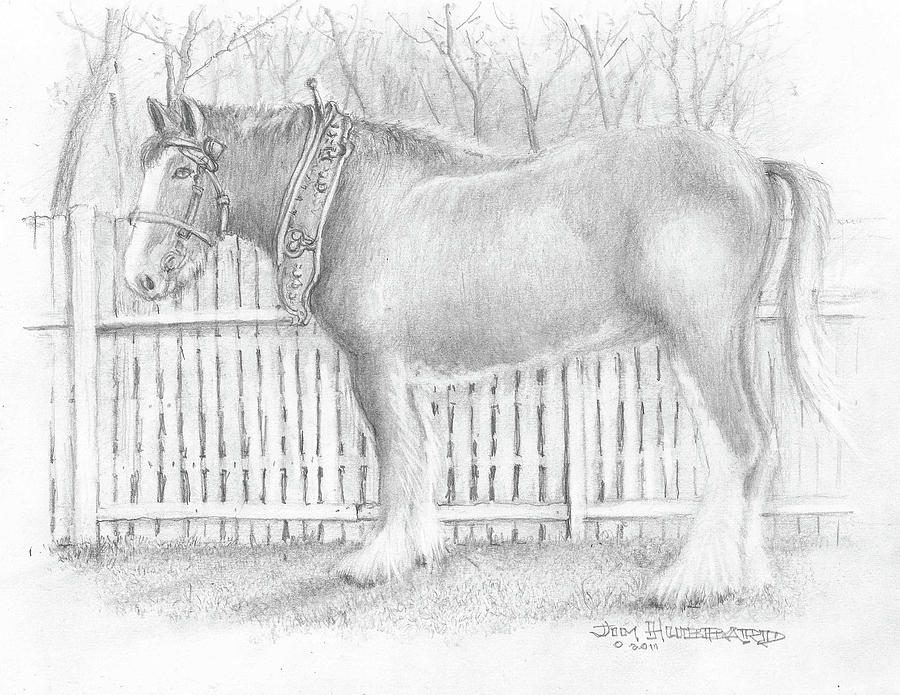 Clydesdale Horse Drawing by Jim Hubbard Fine Art America