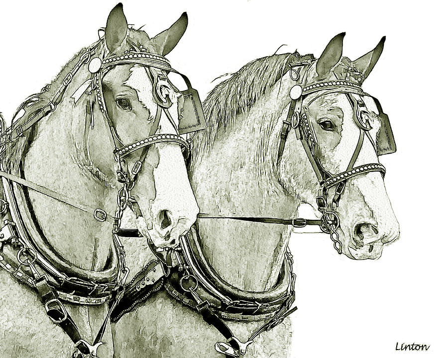 Clydesdale Pair Digital Art by Larry Linton