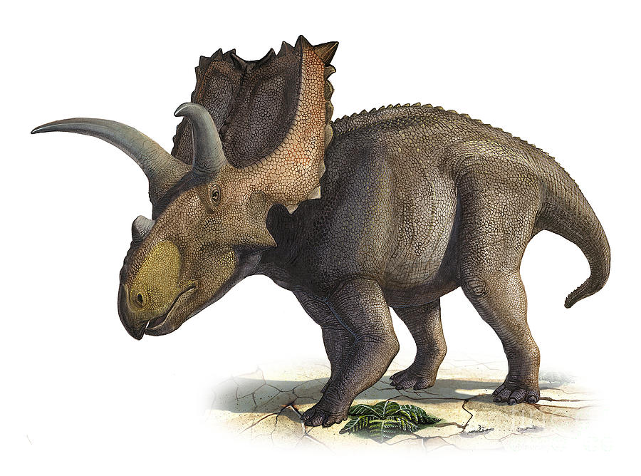 Horizontal Digital Art - Coahuilaceratops Magnacuerna by Sergey Krasovskiy Horizontal Digital Art - Coahuilaceratops Magnacuerna by Sergey Krasovskiy