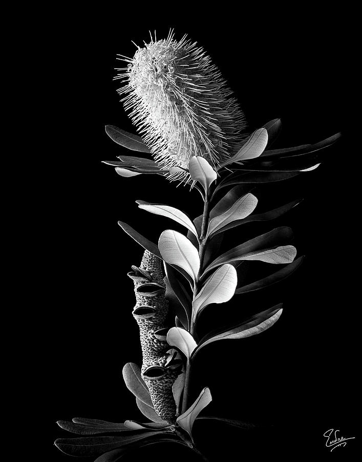 Coast Banksia in Black and White Photograph by Endre Balogh