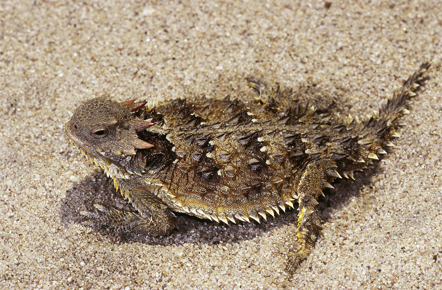 Coast Horned Lizard Or Horny Toad. is a photograph by Dante Fenolio which w...