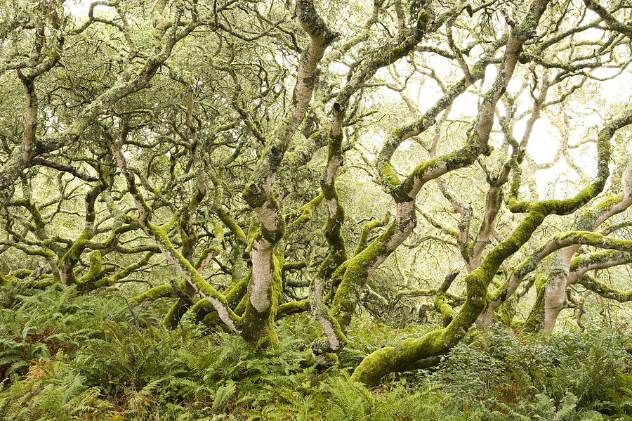 Coast Live Oak Trees And Sword Ferns Photograph by Sebastian Kennerknecht