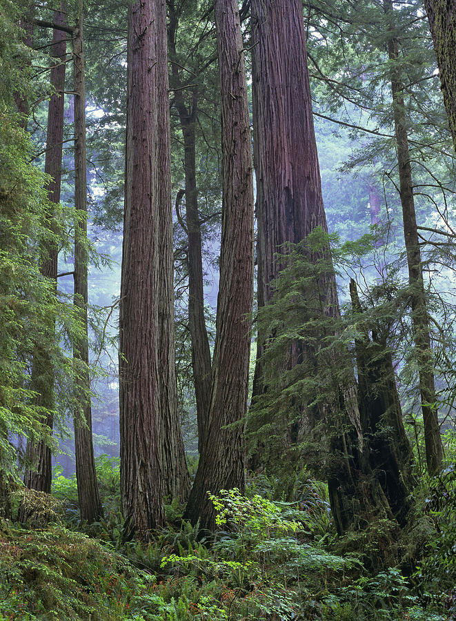 Coast Redwood Opld Growth Stand Del Photograph by Tim Fitzharris