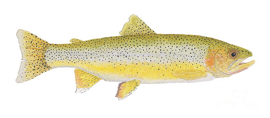 Coastal Cutthroat Trout-sea Run Resident by Thom Glace